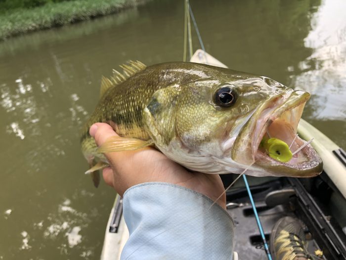 Bass Fishing