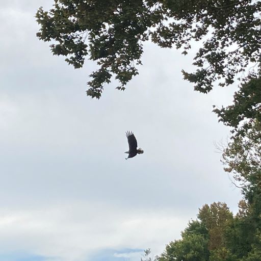 Bald Eagle on the Duck River